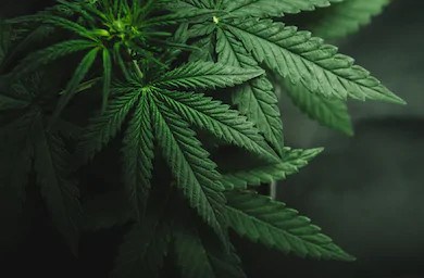 Un homme arrêté pour avoir produit du cannabis