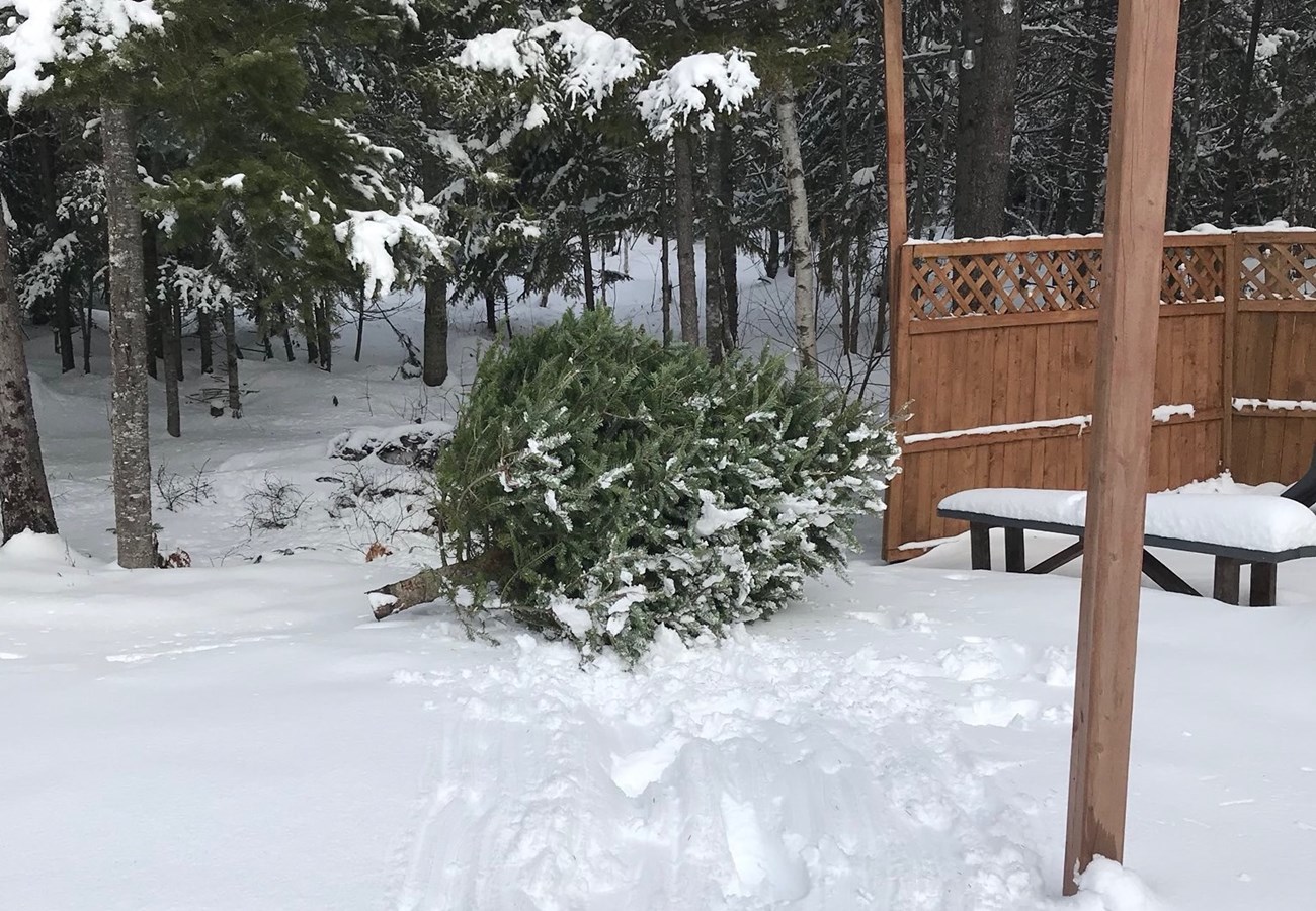 Quand l'arbre de Noël devient un habitat naturel