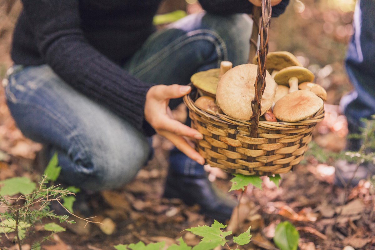La Filière mycologique de la Mauricie annonce les premières certifications
