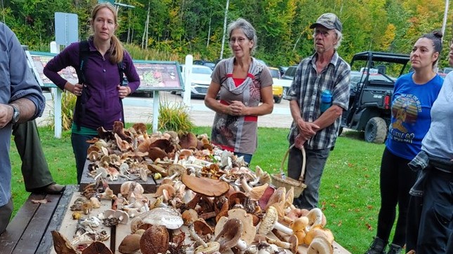 Ce soutien permettra de réaliser cinq formations, dont une sur la transition numérique vers le commerce électronique pour les entreprises de la filière mycologique.