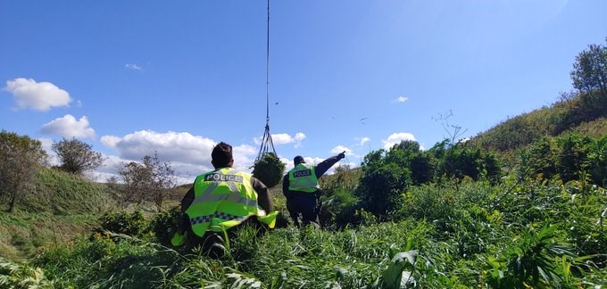 L'éradication de plants de cannabis dans cinq régions mène à la saisie de 6 110 plants