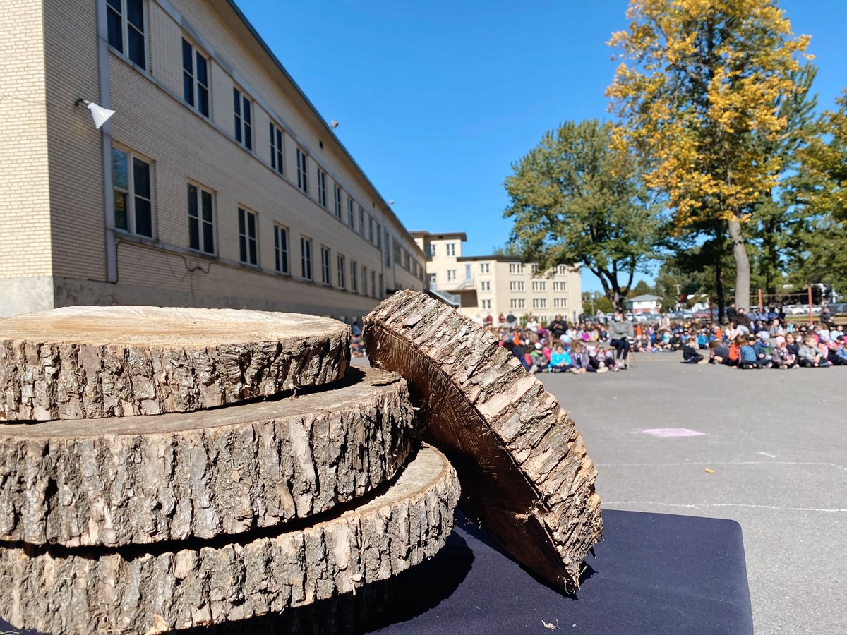 Tranches d'un arbre en fin de vie qui deviendront une oeuvre inaugurative des élèves du préscolaire 4 ans.