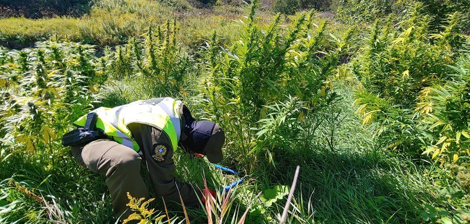 L'éradication de plants de cannabis mène à 21 arrestations à Trois-Rivières 
