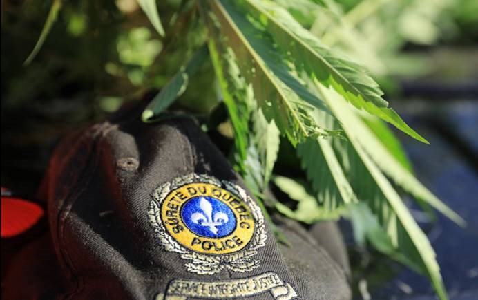 Cannabis illégal : 36 000 plants extérieurs saisis par la SQ en Mauricie durant l’été
