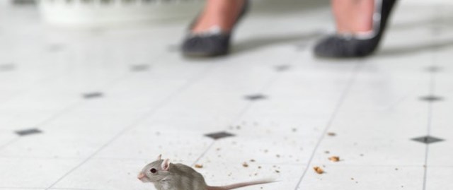 EST-CE NÉCESSAIRE DE SOLLICITER UN EXTERMINATEUR LORS D’UN DÉMÉNAGEMENT?