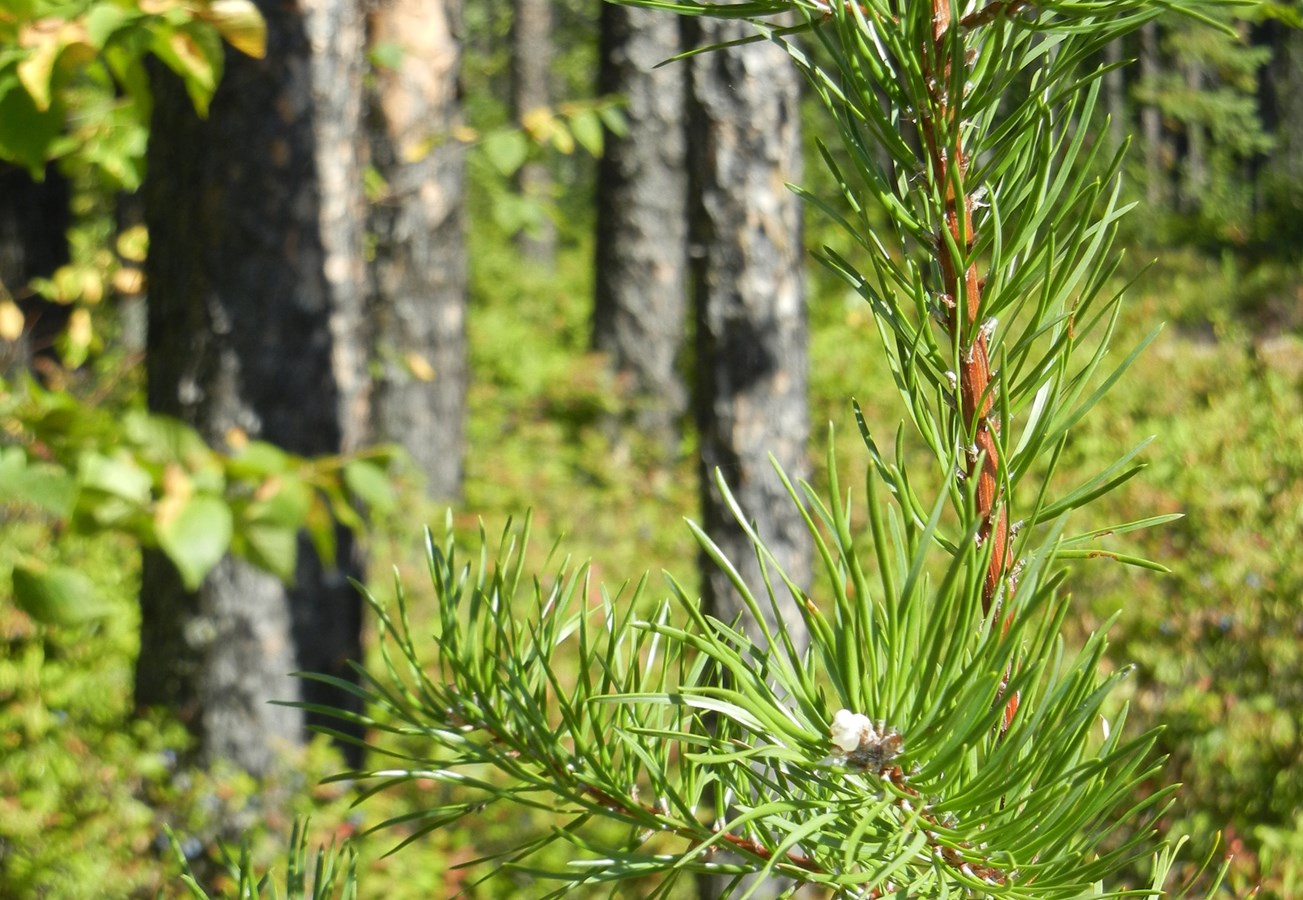 La Tuque lance un appel de projets à toute la Mauricie pour l’aménagement durable des forêts