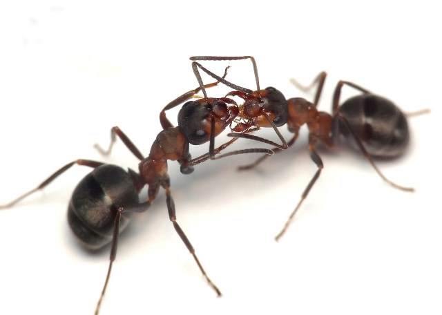 Quelles sont les compétences d'un bon exterminateur ?