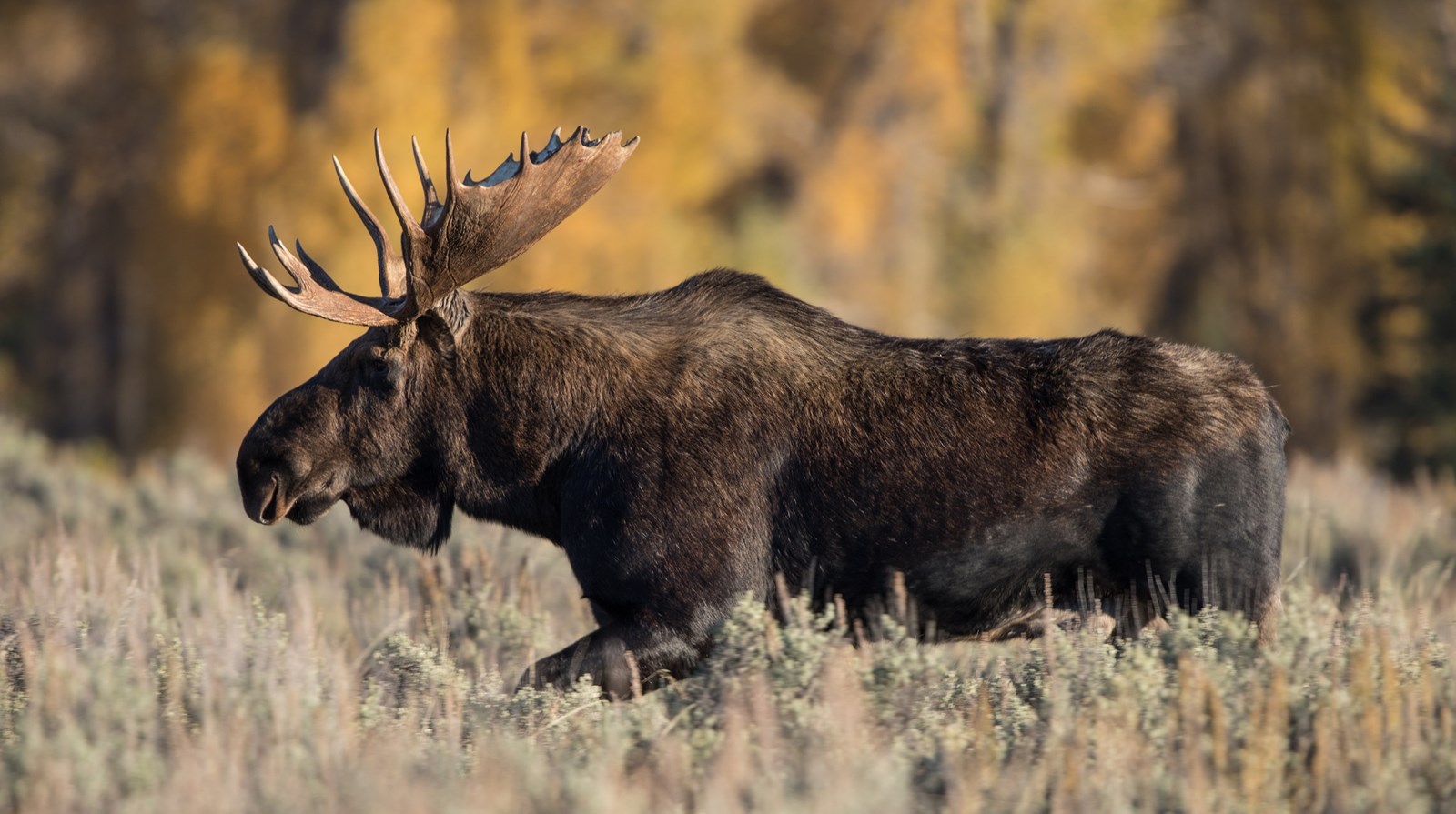 La chasse à l'orignal a été bonne en 2021 malgré la pandémie.
Courtoisie: ministère des Forêts, de la Faune et des Parcs