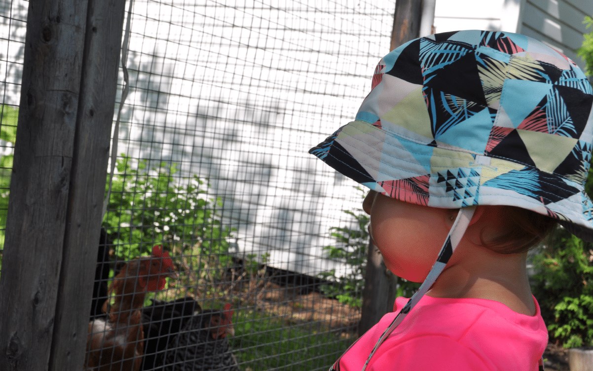 Shawinigan augmente le nombre de permis de garde de poules pondeuses