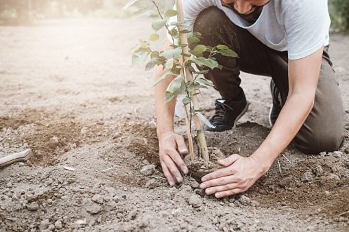 Les coûts associés à la plantation et à l’entretien des arbres seront assumés par la ville pour une période de trois ans.