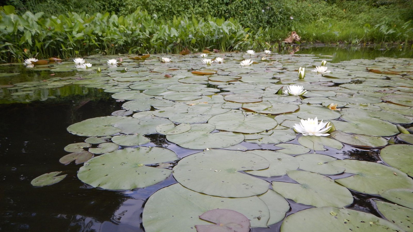 La jacinthe d’eau, espèce indigène à protéger