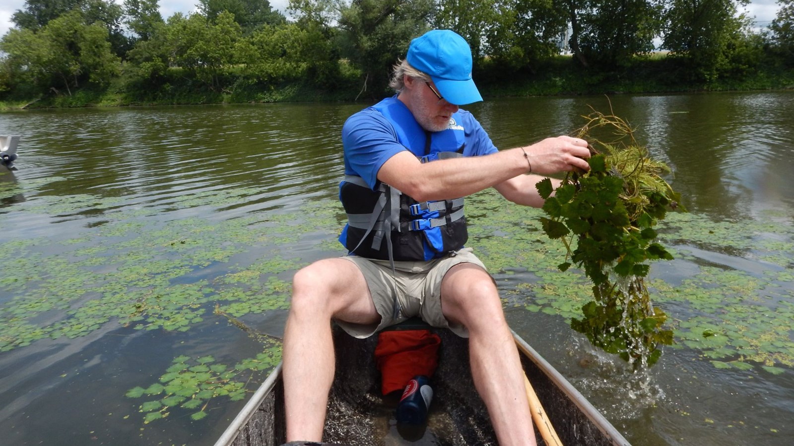 Reprise des activités de contrôle de la châtaigne d’eau dans la Rivière Yamaska