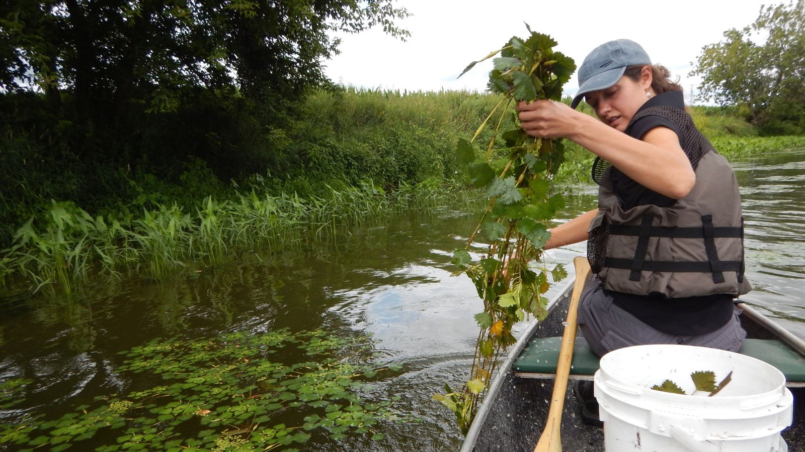 Reprise des activités de contrôle de la châtaigne d’eau dans la Rivière Yamaska