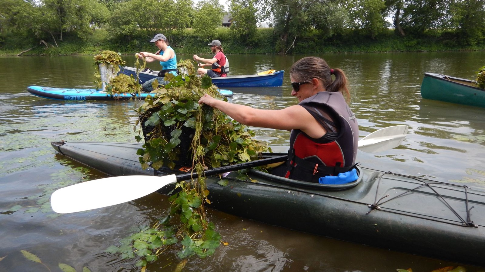Reprise des activités de contrôle de la châtaigne d’eau dans la Rivière Yamaska