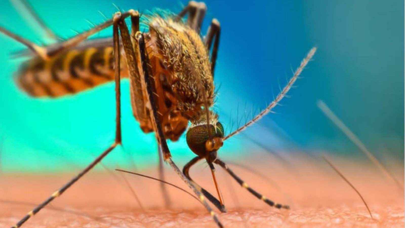 Un programme en place depuis 2012 qui permet de réduire de plus de 80 % en moyenne les insectes piqueurs sur le territoire.