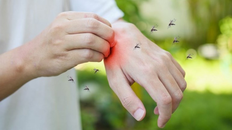 Début du traitement pour le contrôle des insectes piqueurs