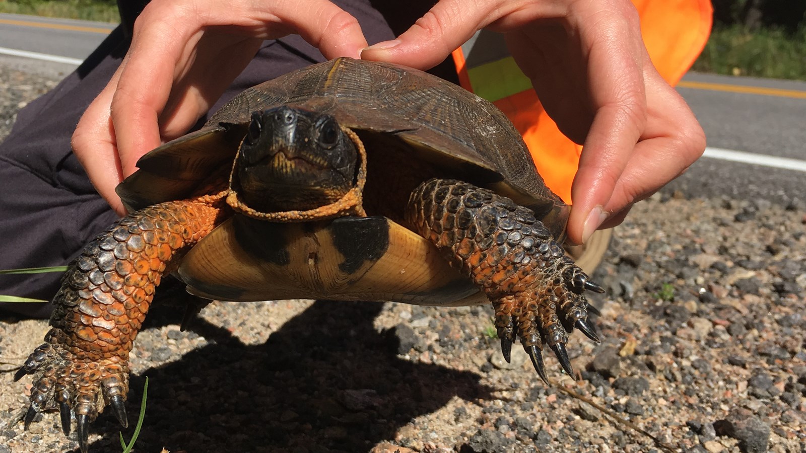 Le comité Tortue Action Mauricie renouvelle ses engagements et activités