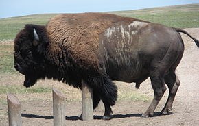 Vente des billets du Bison en fête à la Municipalité de Saint-Claude !