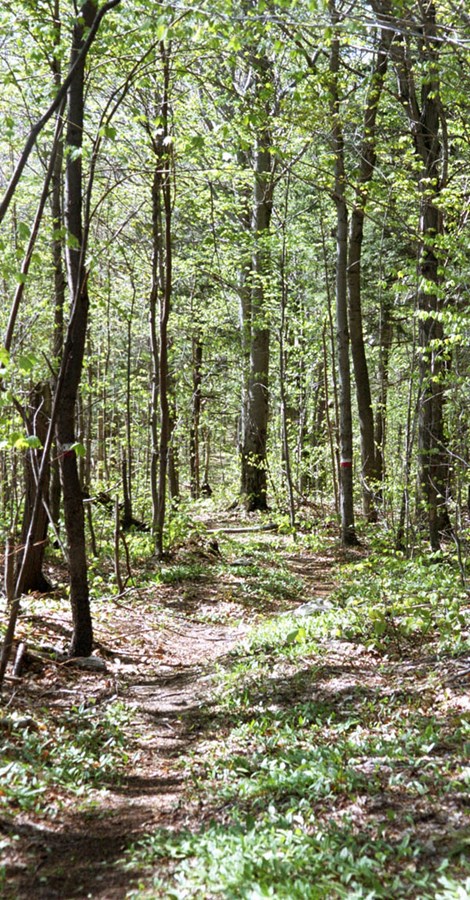 Départ sud du sentier de Chapman au printemps.
