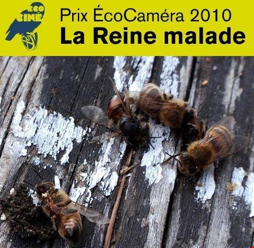 Dernière soirée Ciné-Terre de la saison : projection du film La Reine malade