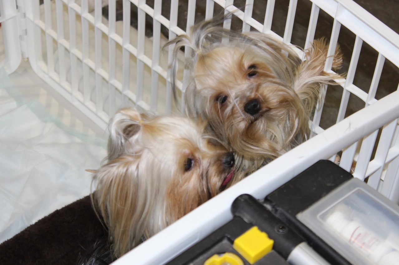 L’Exposition canine de retour au Centre Lemay 