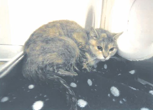 Maya, cette pauvre chatte négligée puis abandonnée à elle-même dans un logement de Valcourt, a été trouvée très amaigrie, sans force et en douleur.