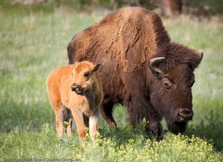 Bison en fête et soirée des ligues de balle