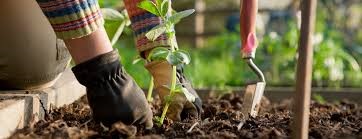 Dernière chance pour participer au jardin communautaire