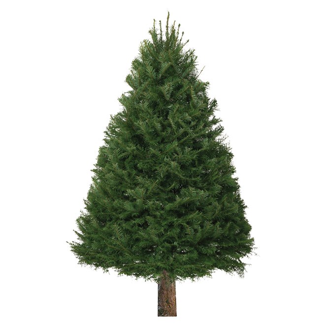 Les producteurs de sapins de Noël contestent une publicité de Canadian Tire sur les arbres de Noël artificiels
