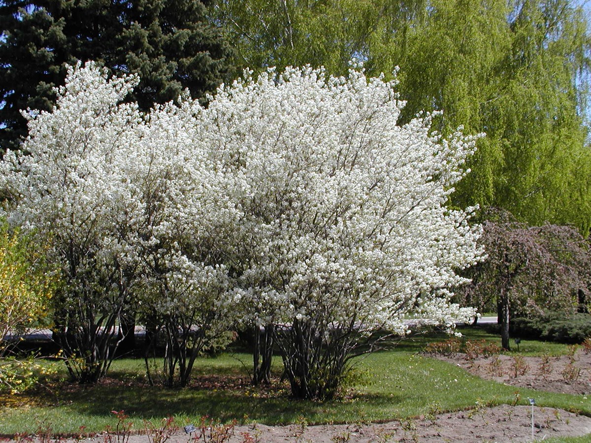 Planter davantage d'arbres feuillus sur les fermes devant l'incertitude climatique