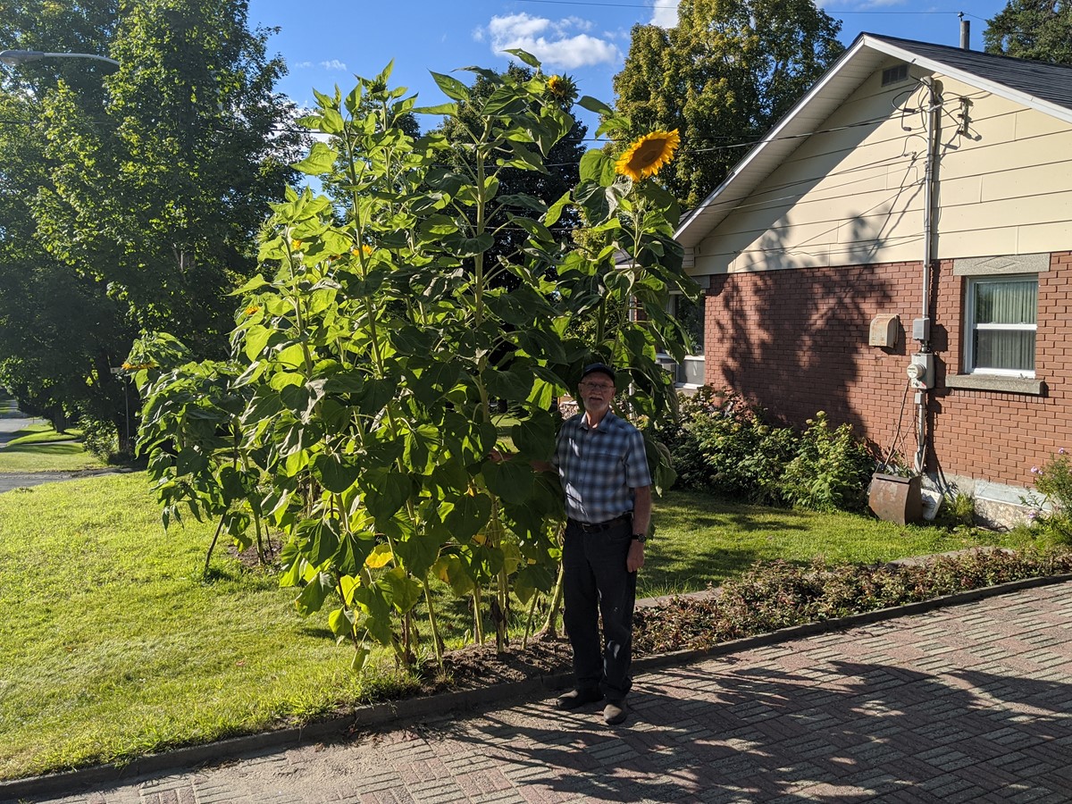 M. Norbert Vaillancourt devant une quinzaine de tournesols plantés sur le terrain de sa demeure située au 30 de la 2e avenue à Danville.