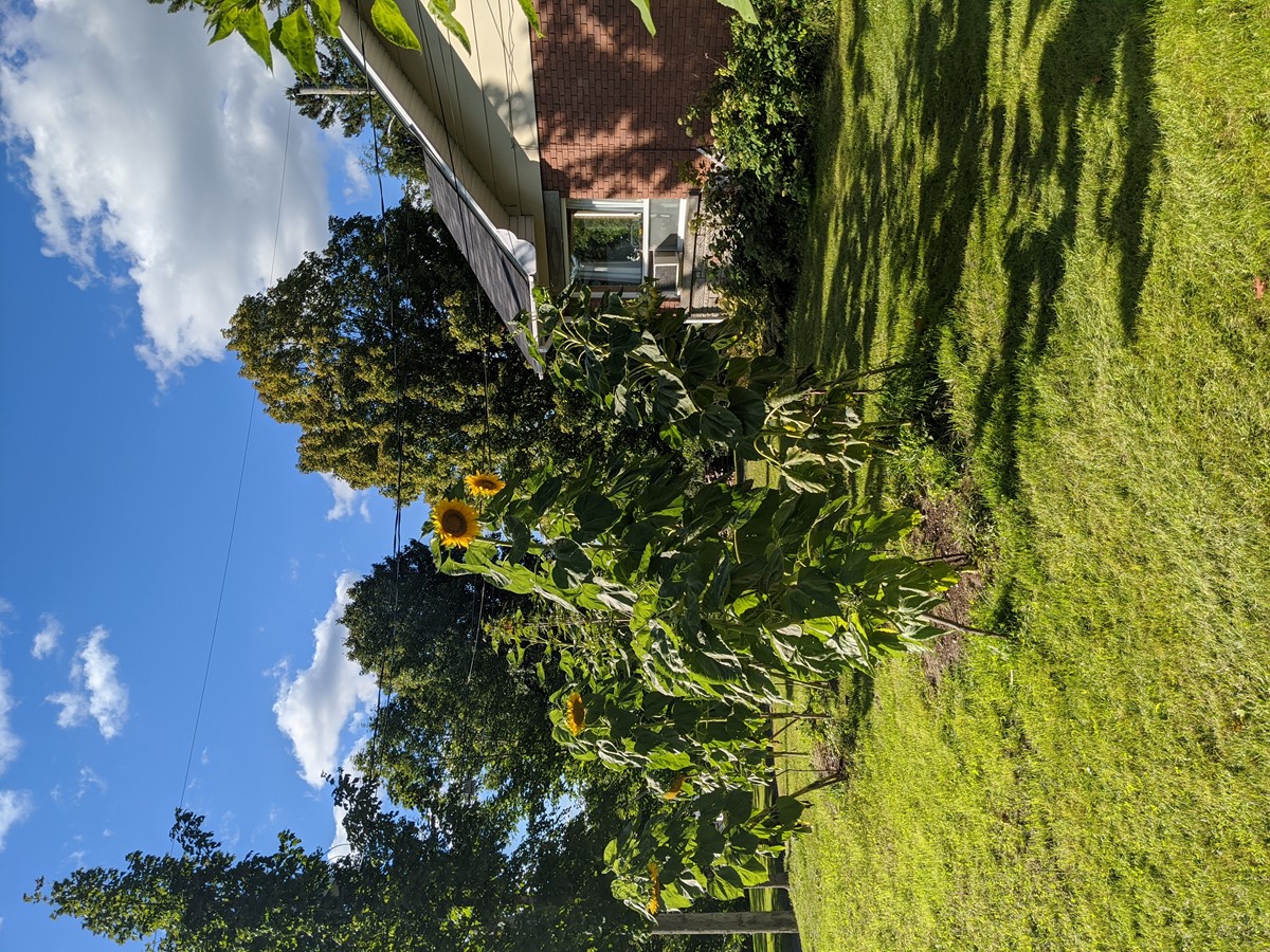 Un parterre qui attire les regards à Danville