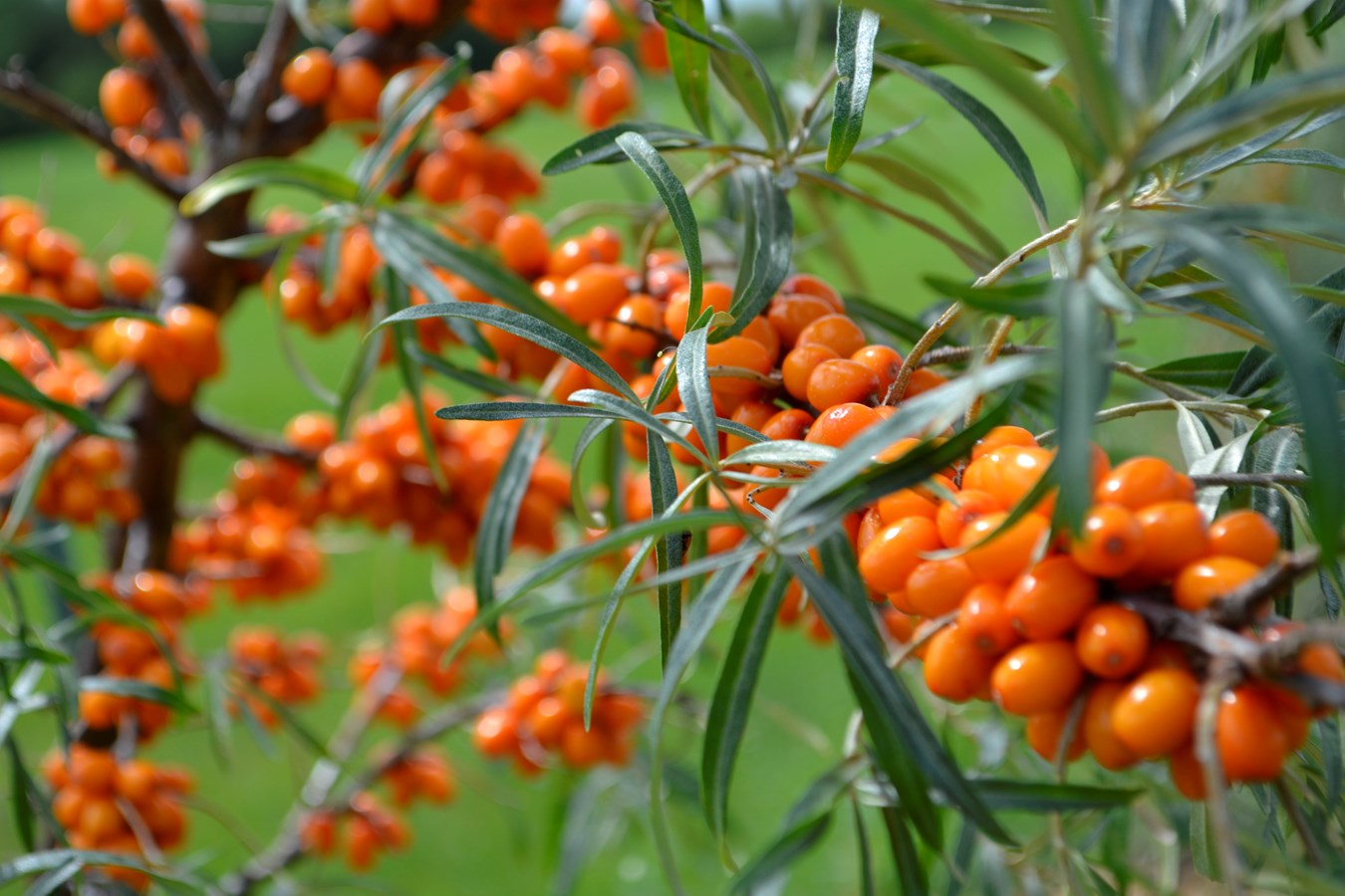 Petit fruit, grand effet !