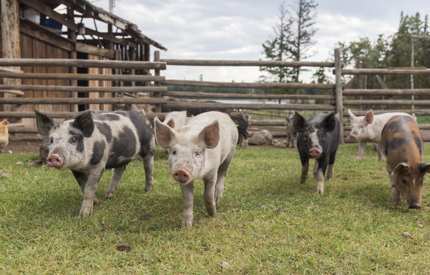 L’ultime cri du cœur des Éleveurs de porcs du Québec