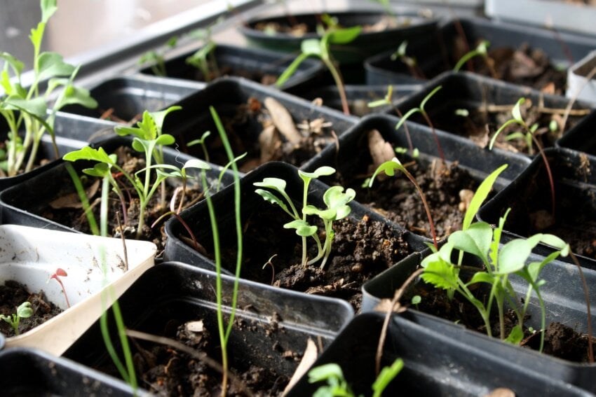 Une serre passive à l’école secondaire du Tournesol
