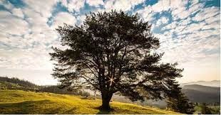 L’arbre à défi.s, l’inclusion au gré des saisons!