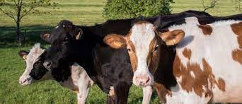 Changements climatiques : une entreprise de Racine au nombre des fermes pilotes