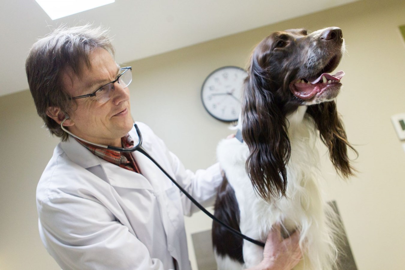 Les médecins vétérinaires au bout du rouleau