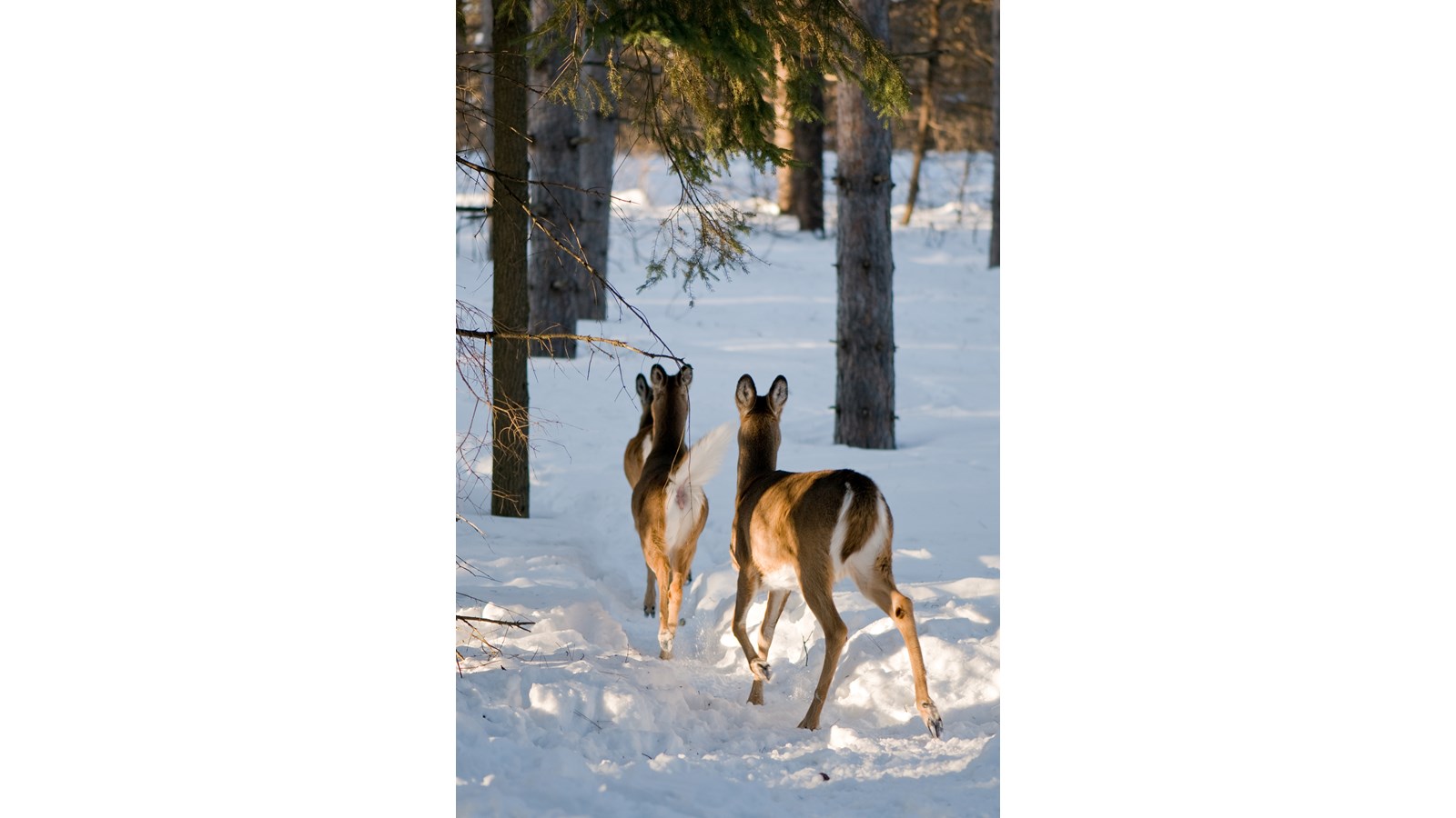 Plus de 52 000 cerfs ont été récoltés dans l’ensemble du Québec durant la dernière saison de chasse.