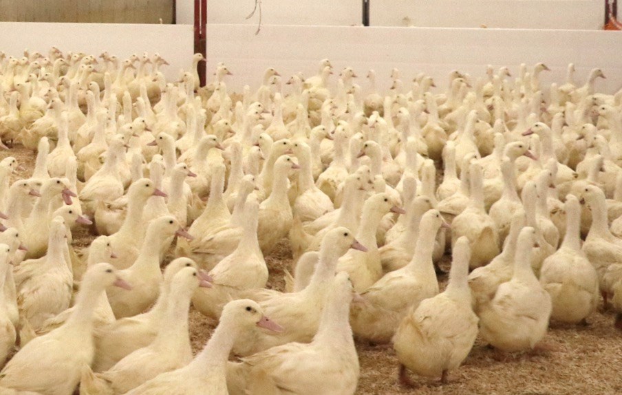 Grippe aviaire : des dommages collatéraux