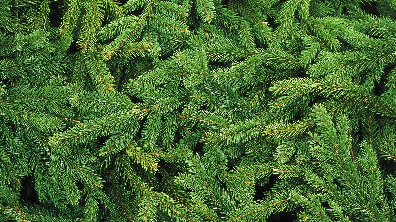 Mise en marché du bois de sciage de sapin-épinette : exprimez-vous dès maintenant