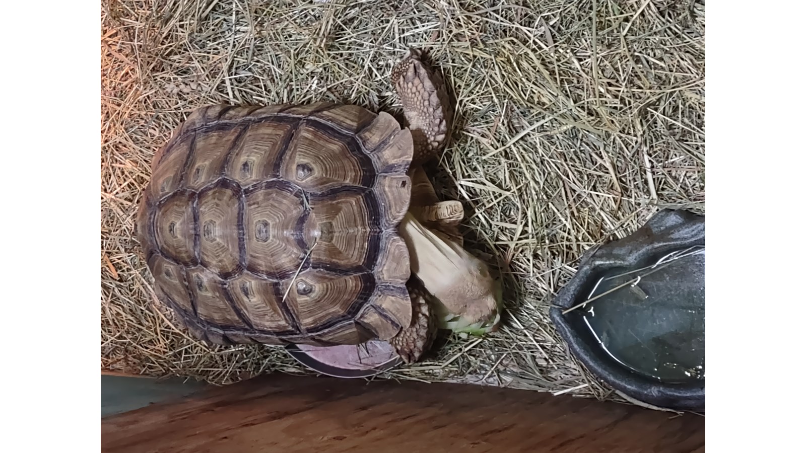 Le refuge pour animaux exotiques Nature Sauvage s’installe à Val-des-Sources