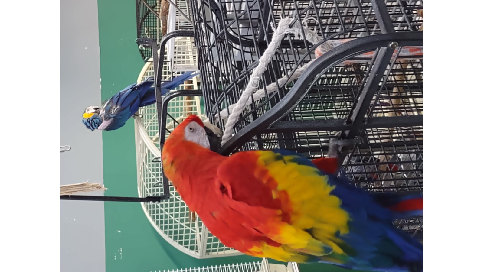 Le refuge pour animaux exotiques Nature Sauvage s’installe à Val-des-Sources
