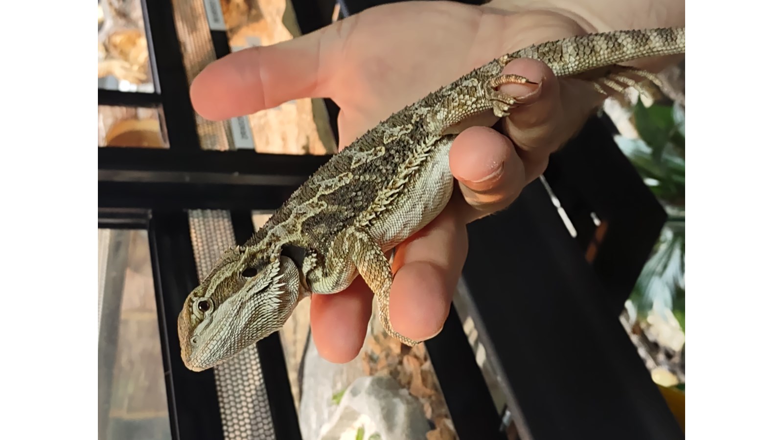 Le refuge pour animaux exotiques Nature Sauvage s’installe à Val-des-Sources