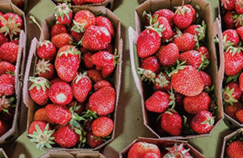 Des rendez-vous agricoles et gourmands à travers tout le Québec
