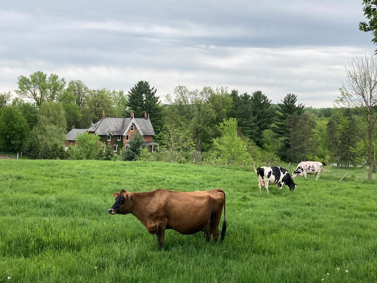 Dans la catégorie adulte, le premier prix a été attribué à Mario Allard pour sa photo « Nature et patrimoine bâti à Cleveland ». La superposition des sujets, patrimoines naturel et bâti, est inédite et crée la force d’impact de la photo qui capte l’attention. Une belle vache brune… le déplacement du regard entre les trois sujets principaux formant un triangle que l’oeil parcoure avec surprise.