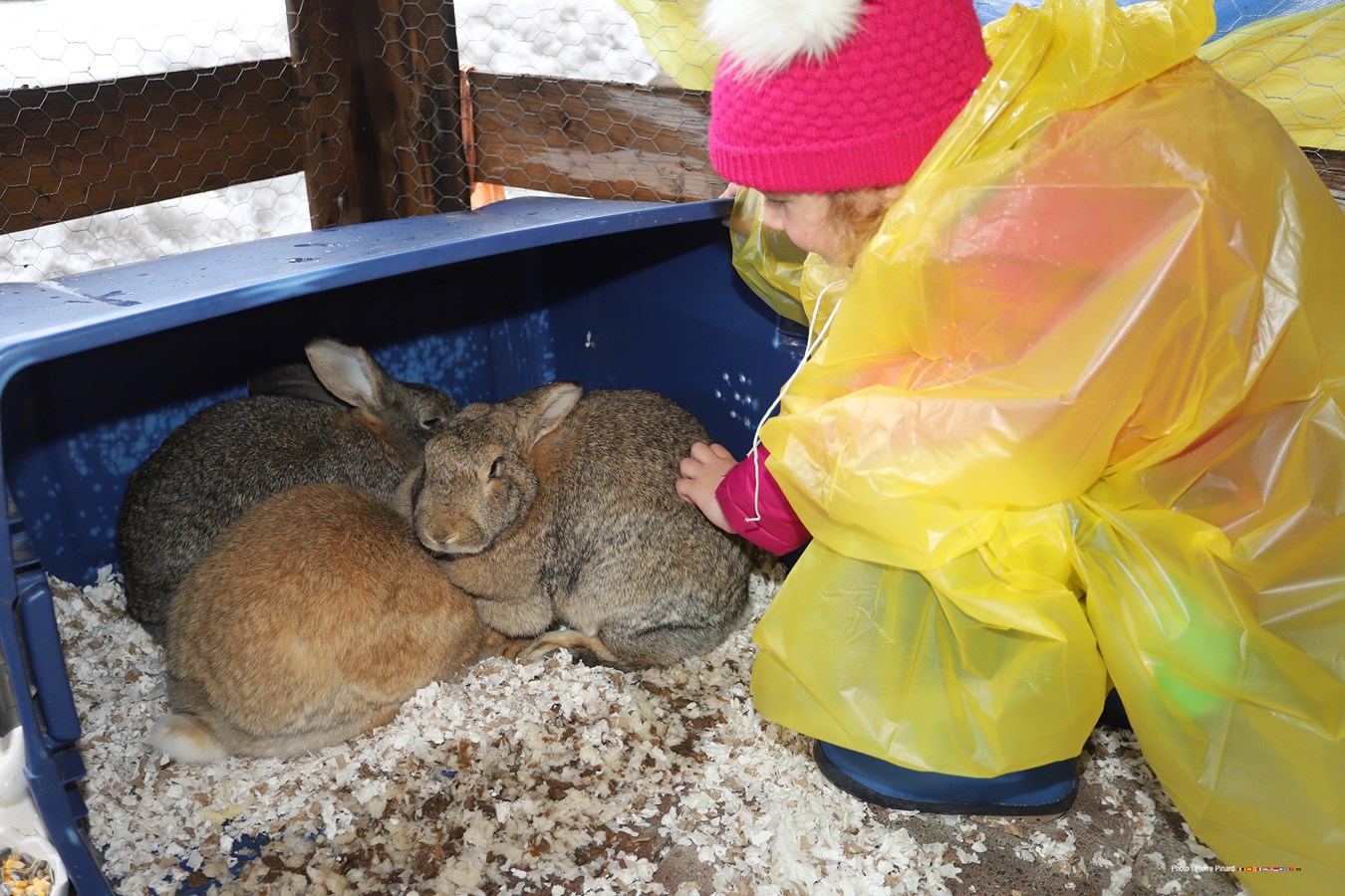 Une mini-ferme a suscité l’intérêt chez les jeunes qui ont pris part à la chasse aux cocos organisée par le service des loisirs de la Ville de Windsor.