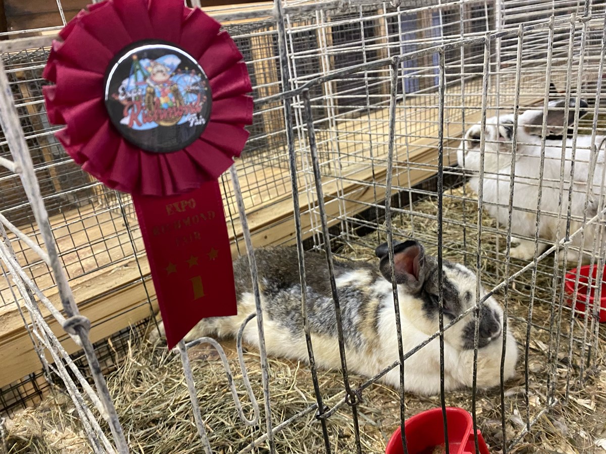 Les animaux ont pu être jugés pour leur conformité à la race.