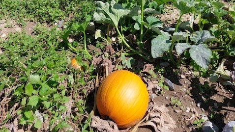 Manquera-t-il de citrouilles à l’Halloween ?