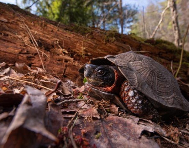 La tortue des bois